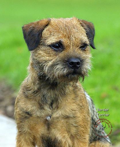 Border Terrier 9P96D-149.JPG